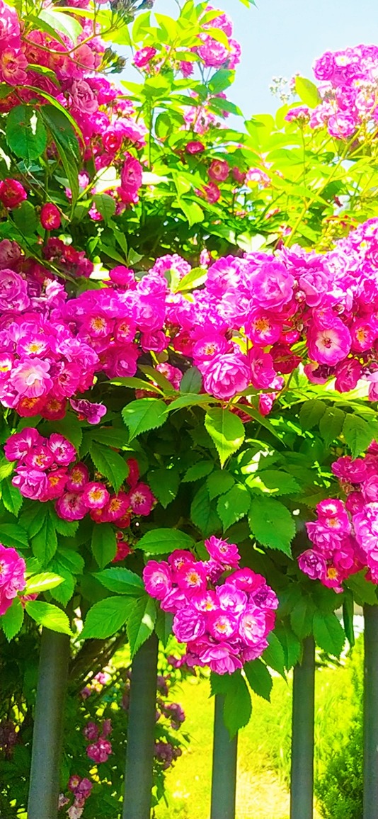 róża w ogrodzie róża w ogrodzie