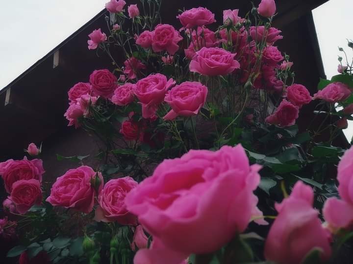róża w ogrodzie