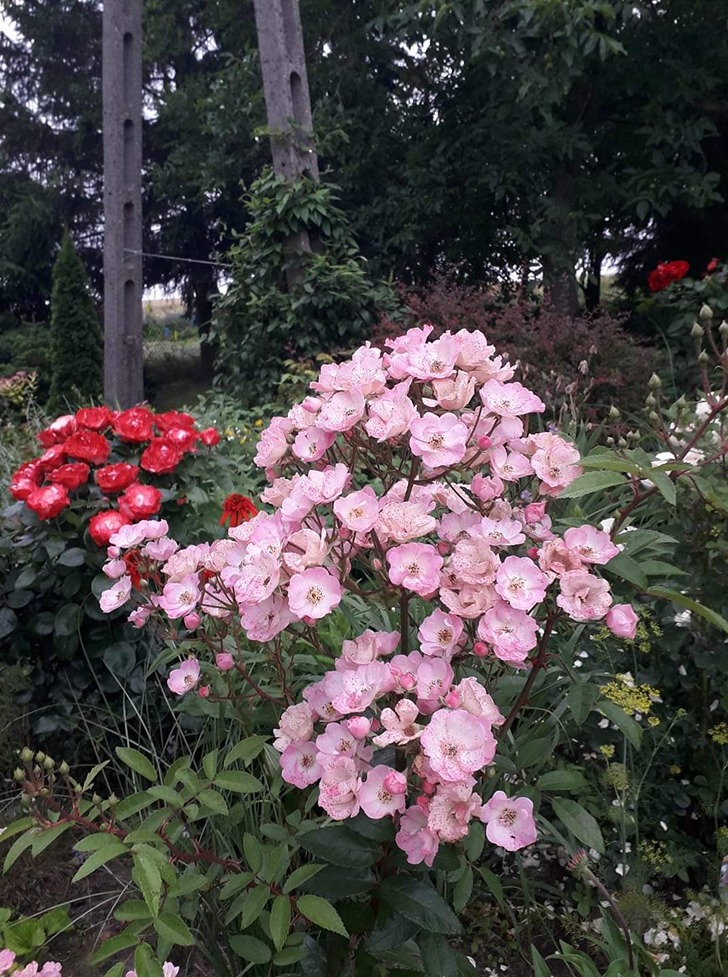 różane ogrody różane ogrody