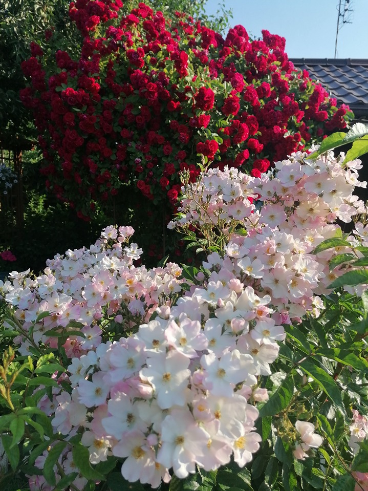 różane ogrody różane ogrody