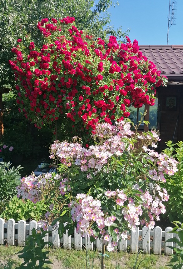 różany ogród różany ogród