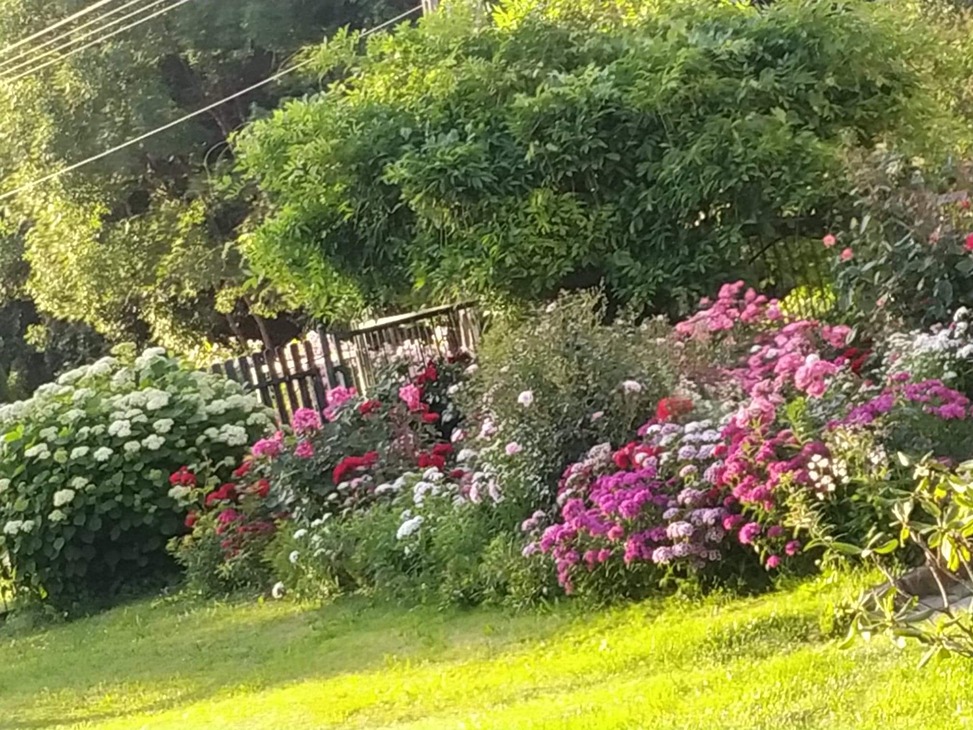 różany ogród różany ogród