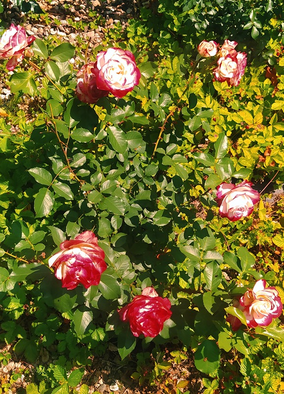 różany ogród różany ogród