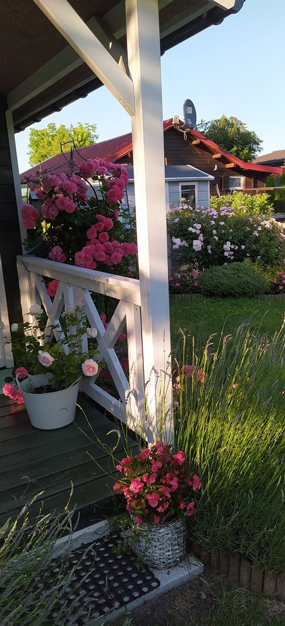 róże w ogrodzie róże w ogrodzie