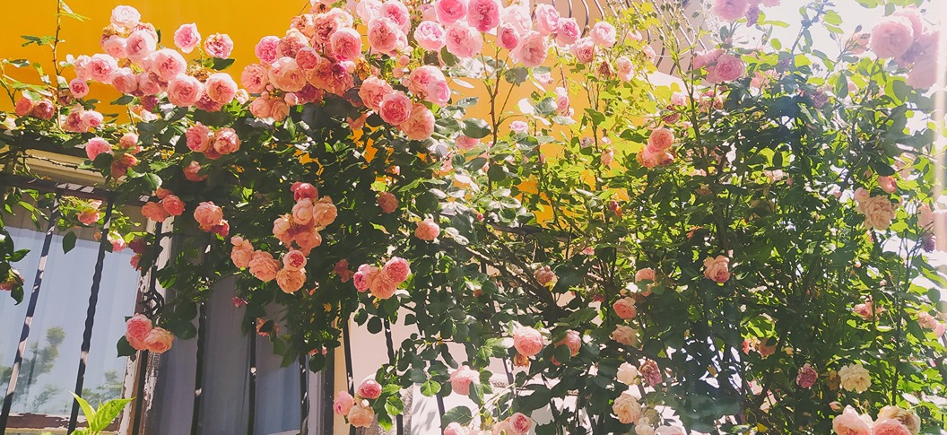 róże w ogrodzie róże w ogrodzie