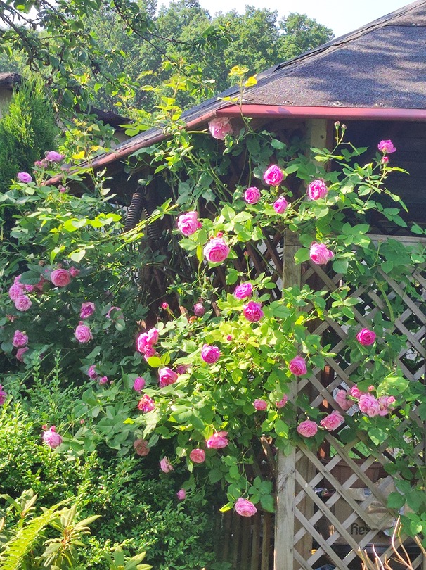 róże w ogrodzie róże w ogrodzie