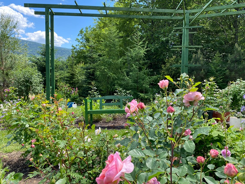 sadzenie róż sadzenie róż