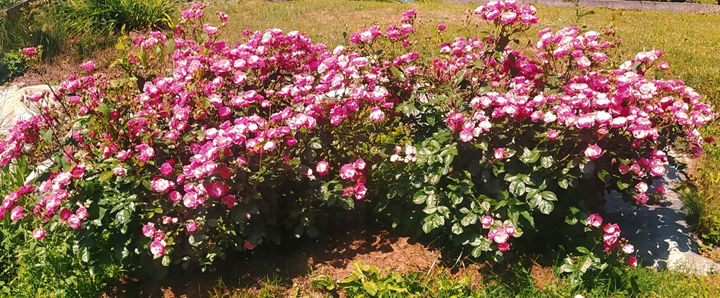 sadzenie róż sadzenie róż