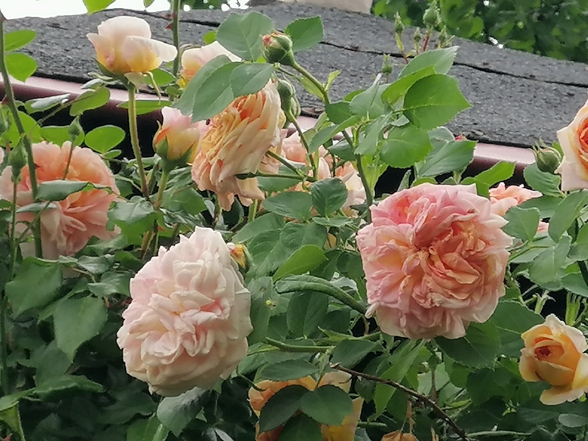 kwiat róży kwiat róży