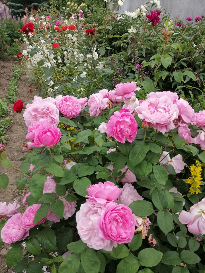 kwiat róży kwiat róży