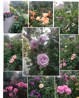 kwiaty róż kwiaty róż