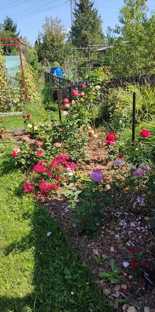 kwitnienie róż kwitnienie róż