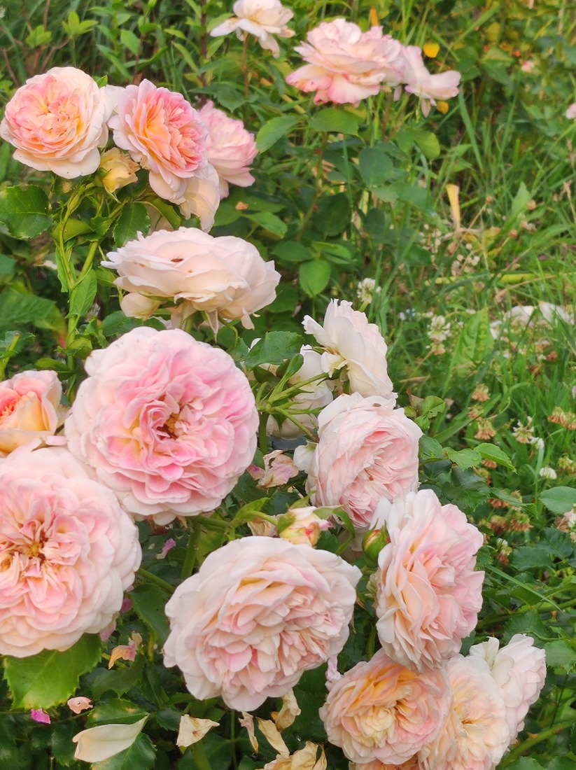 kwitnienie róż kwitnienie róż