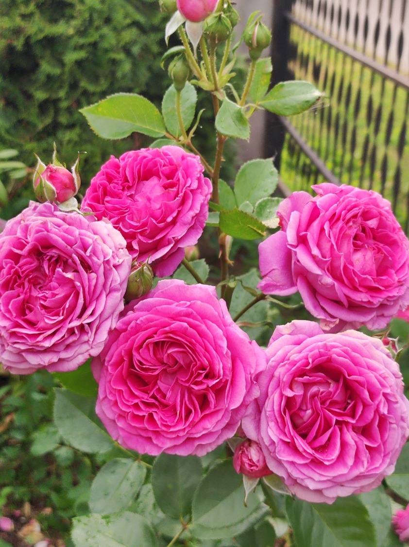 kwitnienie róż kwitnienie róż