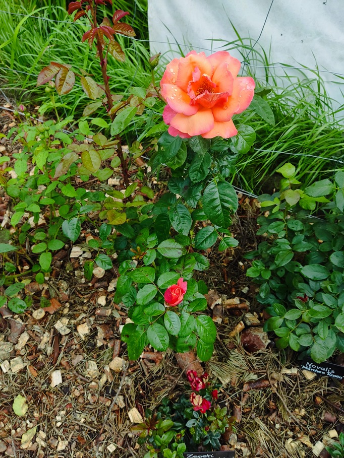 nawóz do róż nawóz do róż