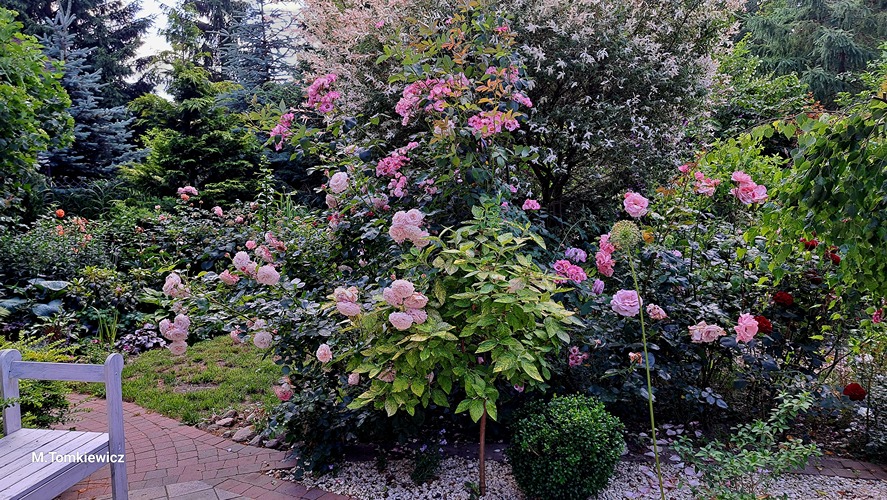 nawóz do róż nawóz do róż