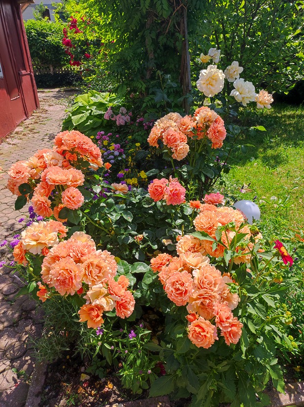 nawóz do róż nawóz do róż