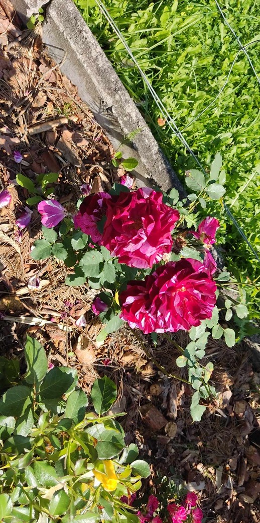 nawóz do róż nawóz do róż