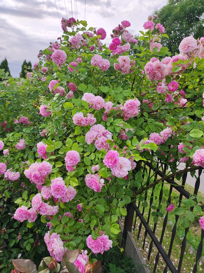 nawóz do róż nawóz do róż