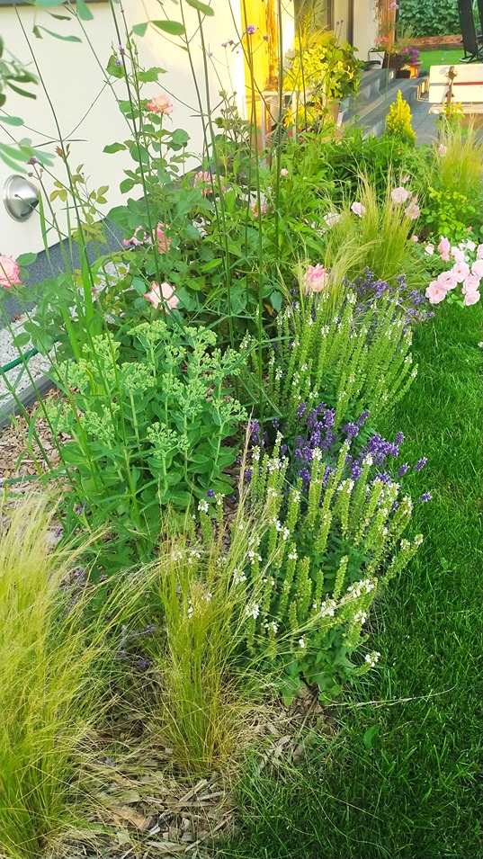 nawożenie róż nawożenie róż