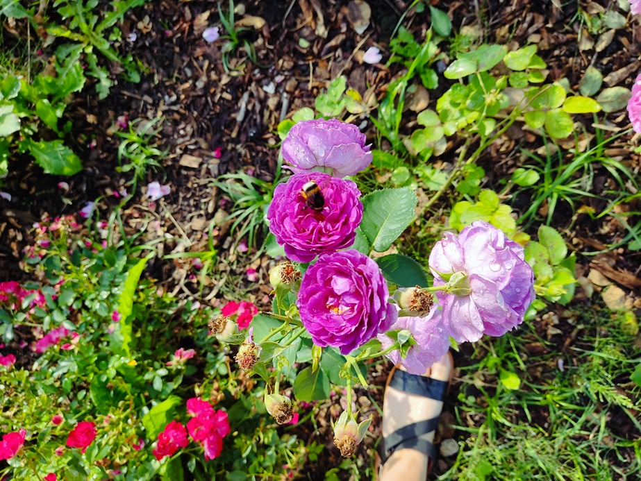 nawożenie róż nawożenie róż