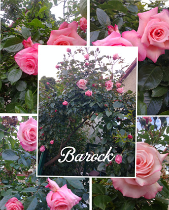 nawożenie róż nawożenie róż