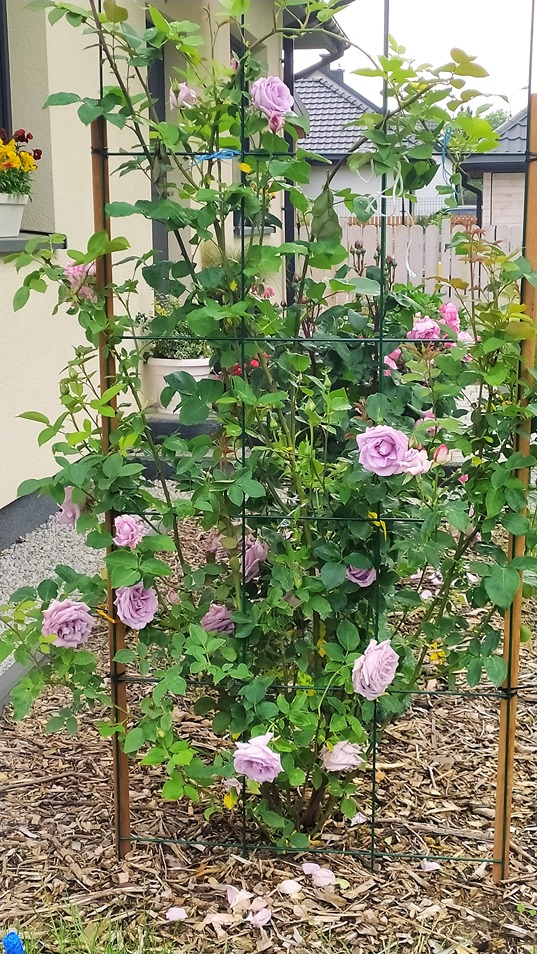 nawożenie róż nawożenie róż