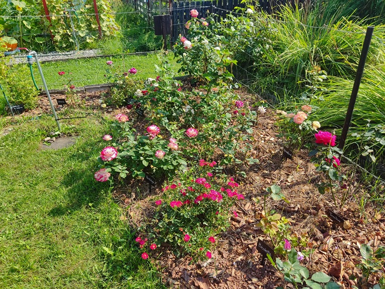 nawozenie róży nawozenie róży