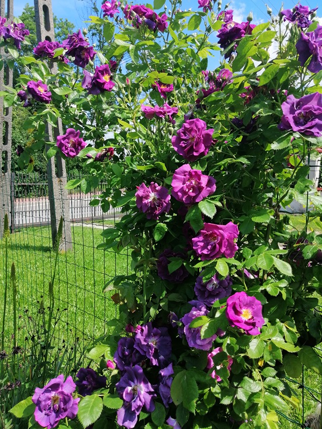 nawozenie róży nawozenie róży