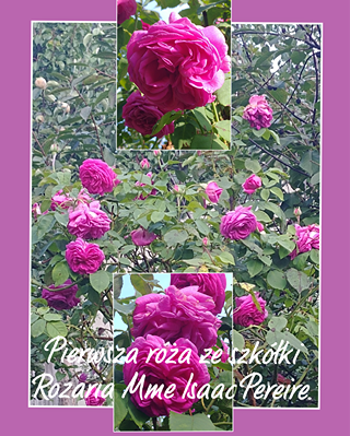 nawozenie róży nawozenie róży