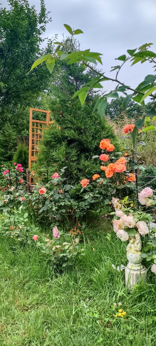 ogród róż