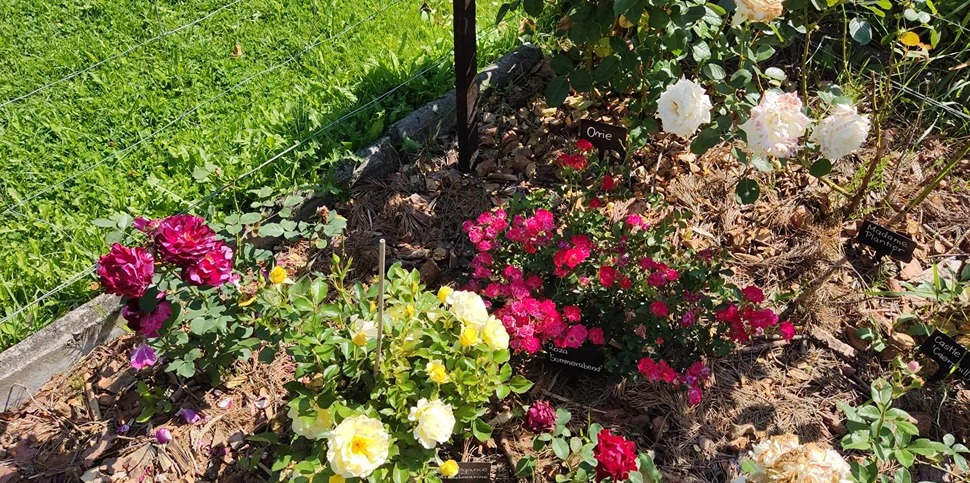 ogród róż ogród róż