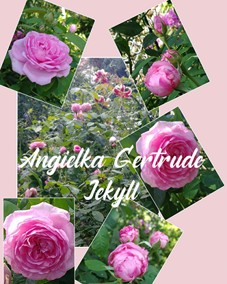 ogród róż ogród róż