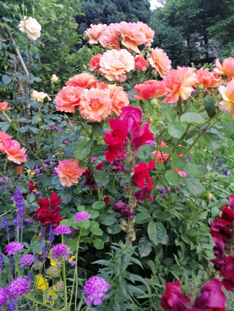 ogród róż ogród róż