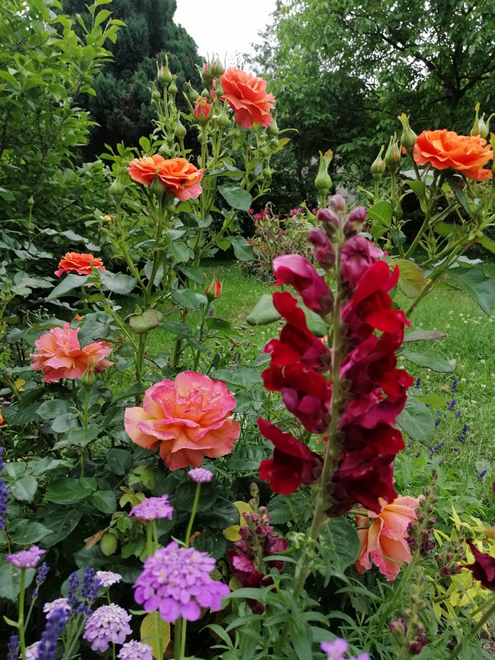 podlewanie róż podlewanie róż