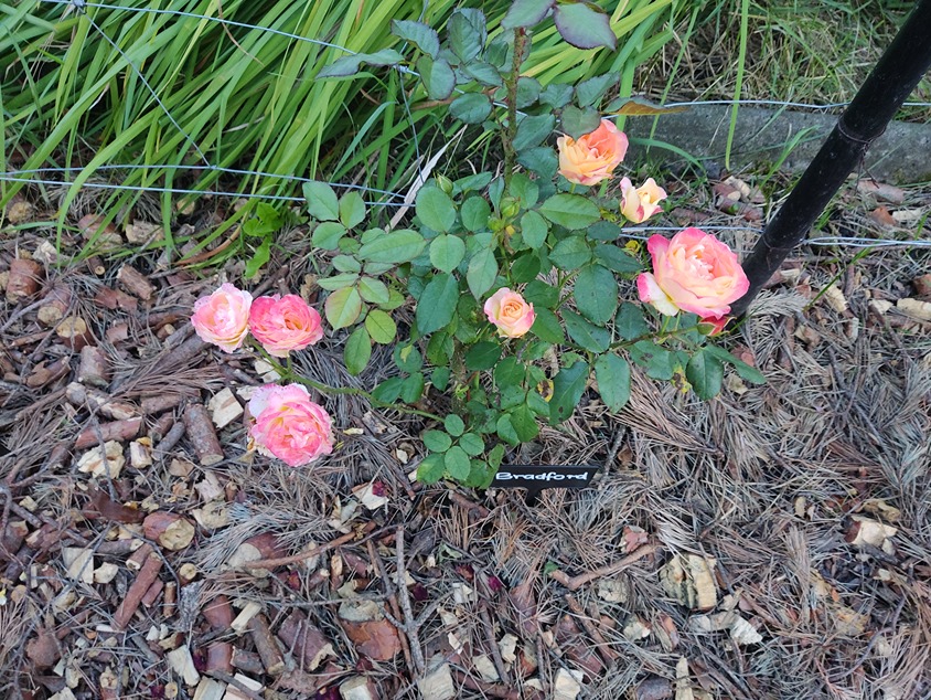 podlewanie róż podlewanie róż