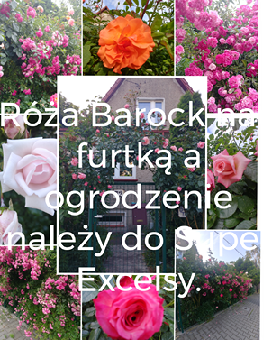 podlewanie róż podlewanie róż