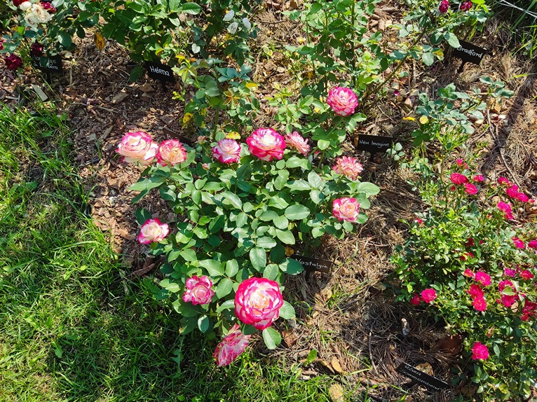 podlewanie róż podlewanie róż