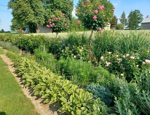 Anna – moja rabata