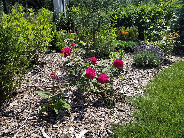 podlewanie róży