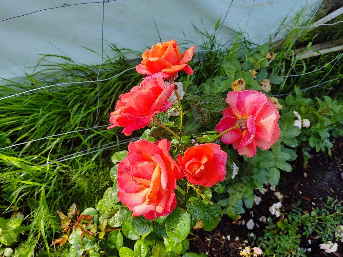 podlewanie róży podlewanie róży