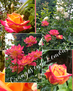 podlewanie róży podlewanie róży