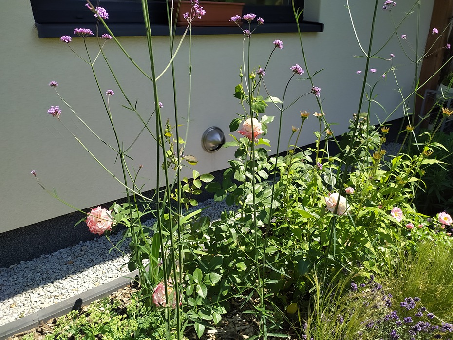 przycinanie róż przycinanie róż