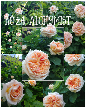 przycinanie róż przycinanie róż