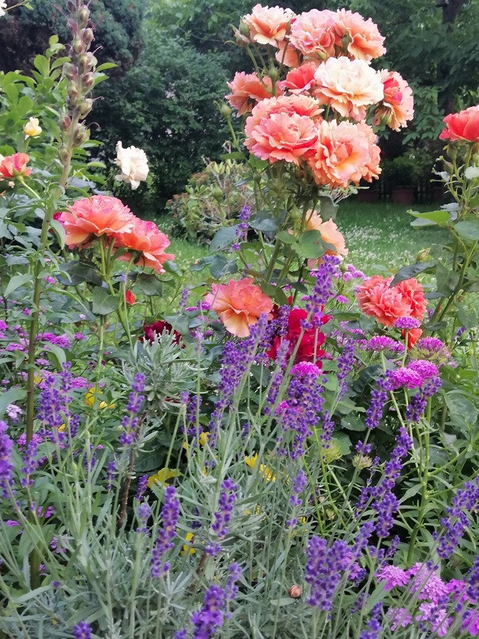 przycinanie róż przycinanie róż