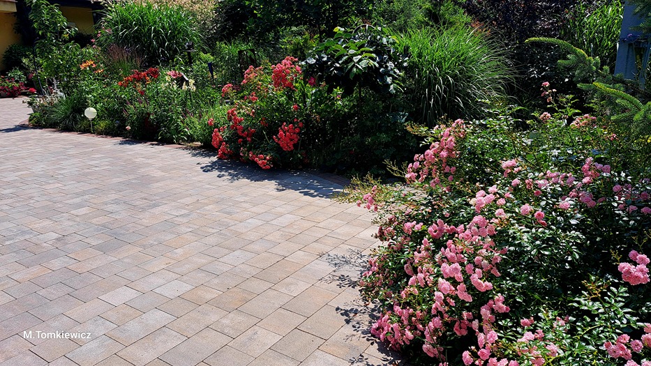 przycinanie róży przycinanie róży