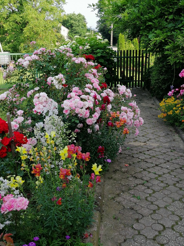 przycinanie róży przycinanie róży