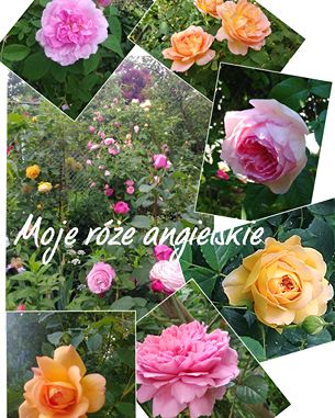 przycinanie róży przycinanie róży