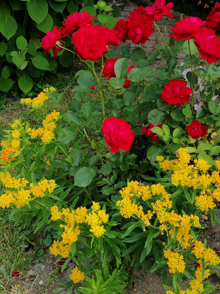 przycinanie róży przycinanie róży