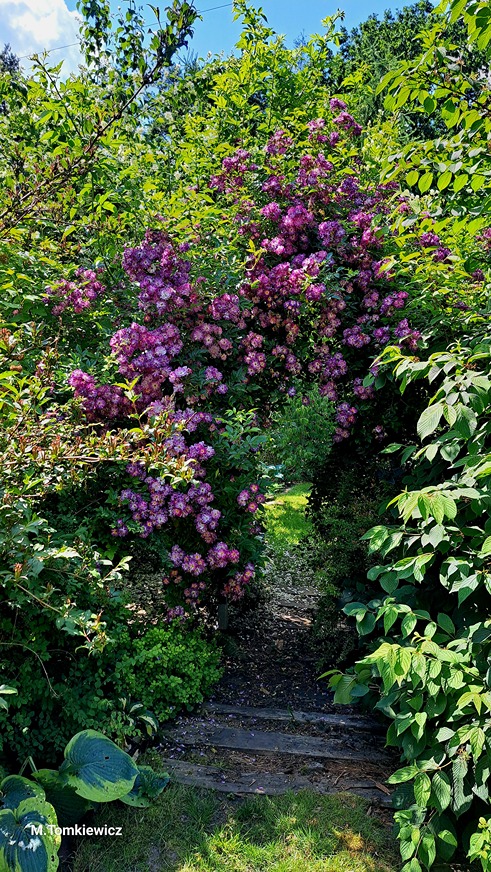 przycinanie róży przycinanie róży
